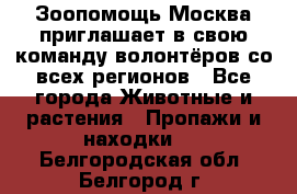 Зоопомощь.Москва приглашает в свою команду волонтёров со всех регионов - Все города Животные и растения » Пропажи и находки   . Белгородская обл.,Белгород г.